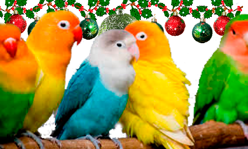 aves-pajaros-animal-compania-loro-periquitos-canarios-agapornis-cotorras-ninfas-palomas-cisne-patos-gallinas