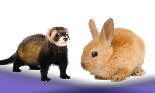 conejo-huron-hamster-chinchilla-huron-raton-rata-ardilla-cobaya-oferta-pequeno-mamifero-juguete-heno-arena-serrin-jaula-bebedero-comedero