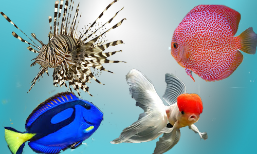 peces-agua-dulce-especialistas-acuariofilia-acuario-peces-tropicales-ornamentales